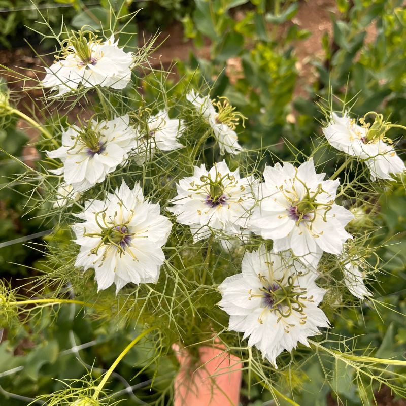 White nigella grown in West Bend, Wisconsin